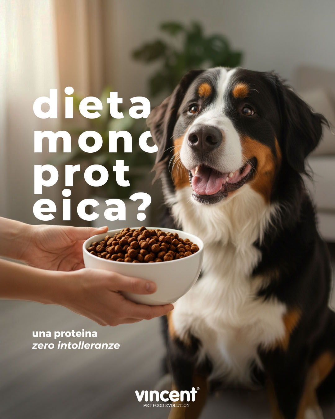 Vincent Pet Food Evolution Facebook ad from Nov 10, 2025