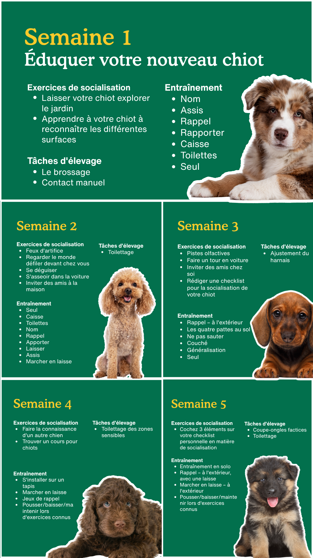 Zigzag Puppy Coach Facebook ad