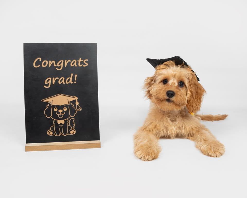 Jordan Dog Training Facebook ad: Puppy School at St Lucia