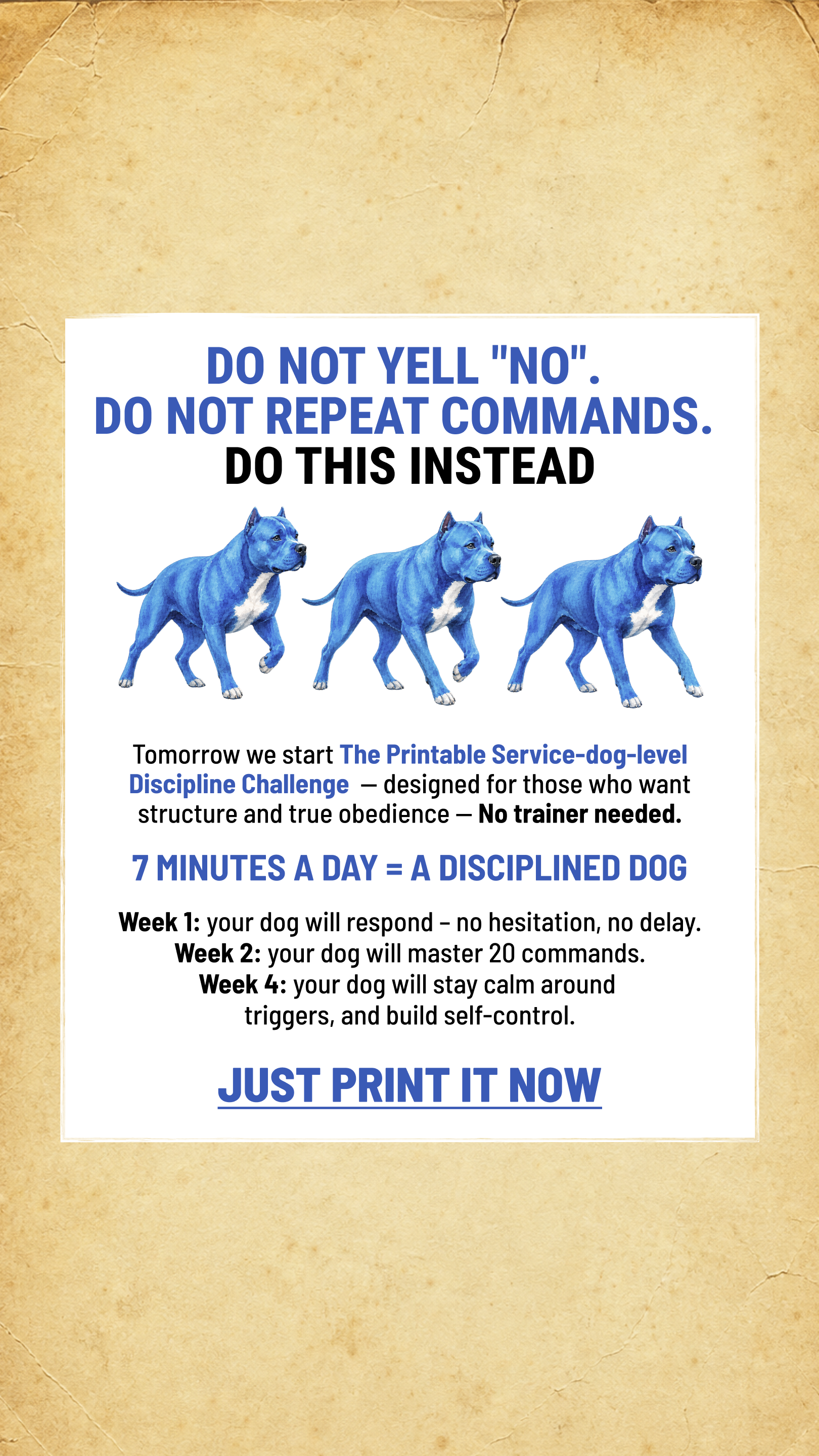 Dog Training Program Facebook ad: Take the lead. Start now