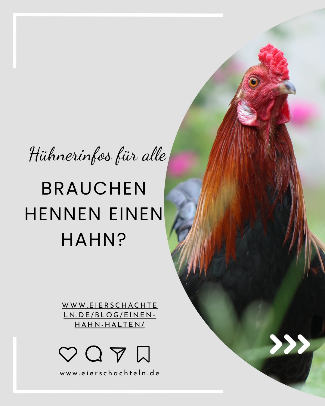 eierschachteln.de Facebook ad