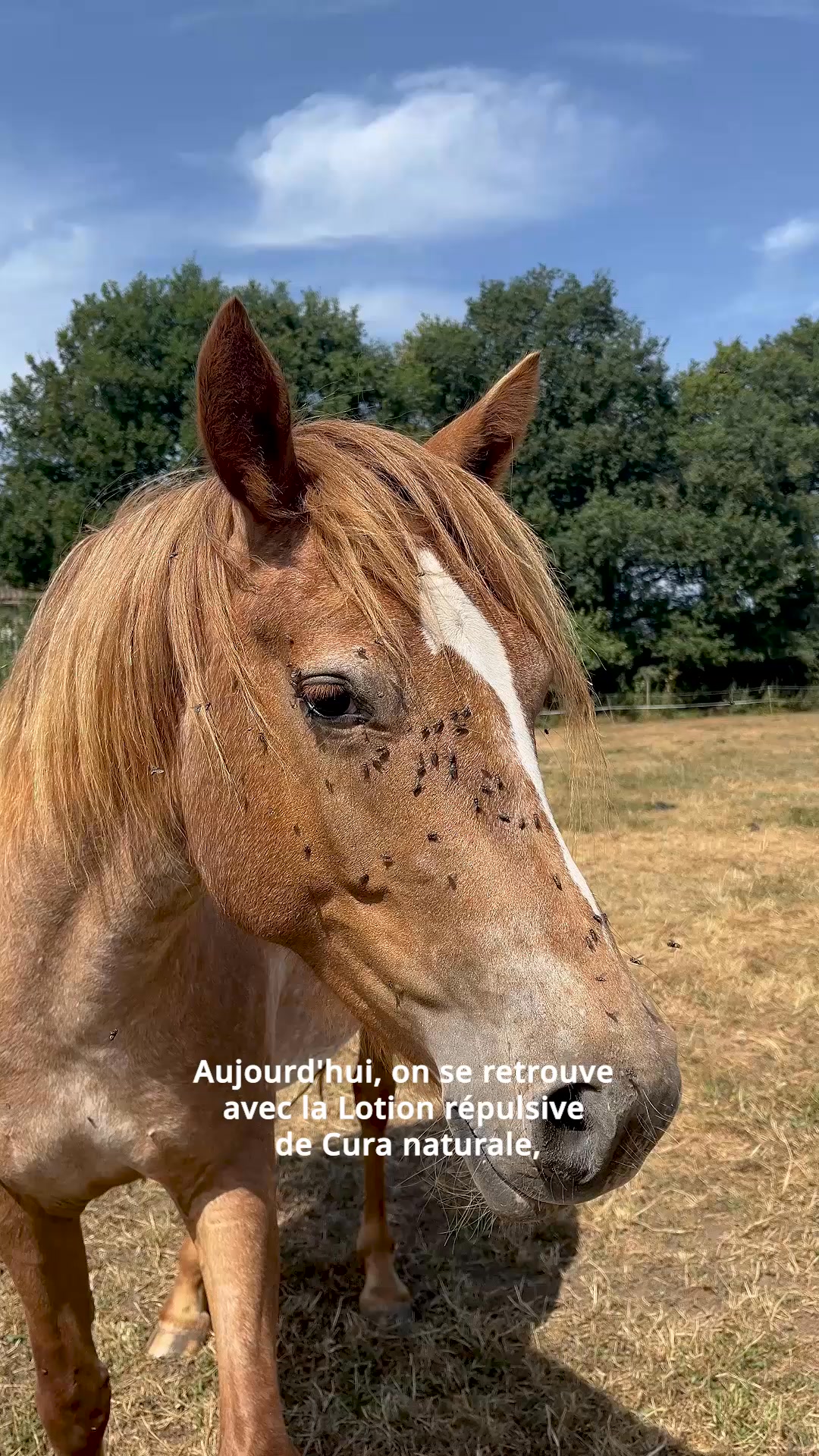 Cura naturale Facebook ad: Huile répulsive cheval