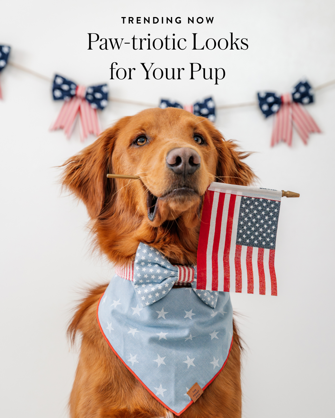 The Foggy Dog Facebook ad