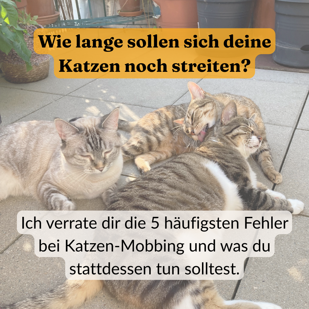 Anne Reuther Katzentraining Facebook ad: Dein Weg zur harmonischen Katzengruppe