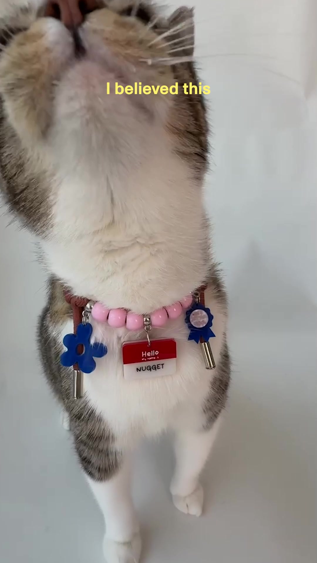 Smalls Facebook ad: Human-Grade Fresh Cat Food