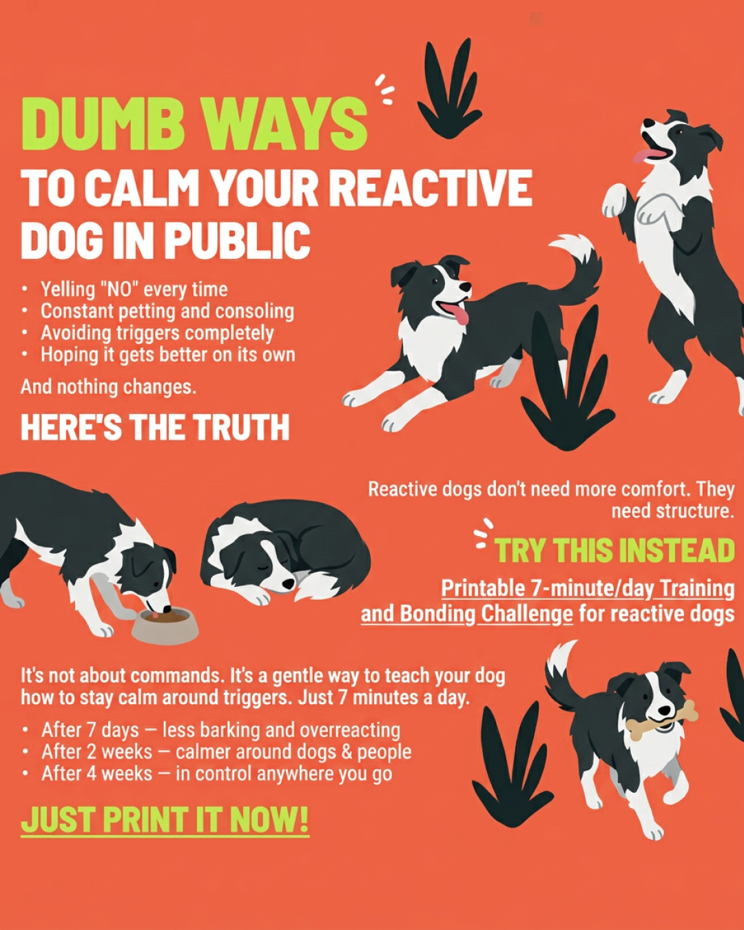 1st Dog Training Club Facebook ad