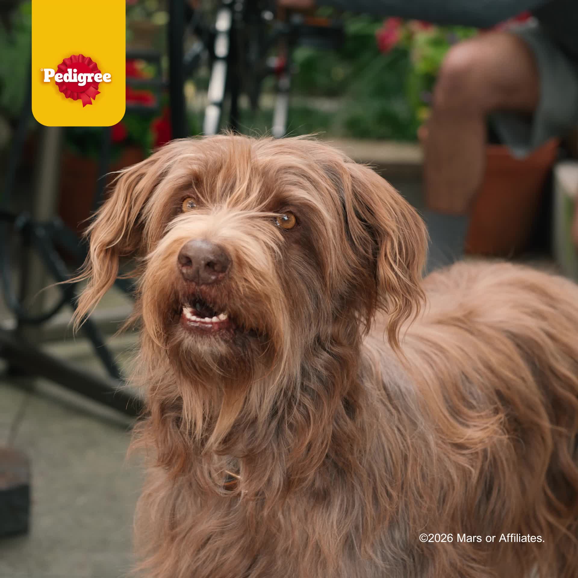 Pedigree France Facebook ad: Les chiens ont une bouche qui fait la gueule