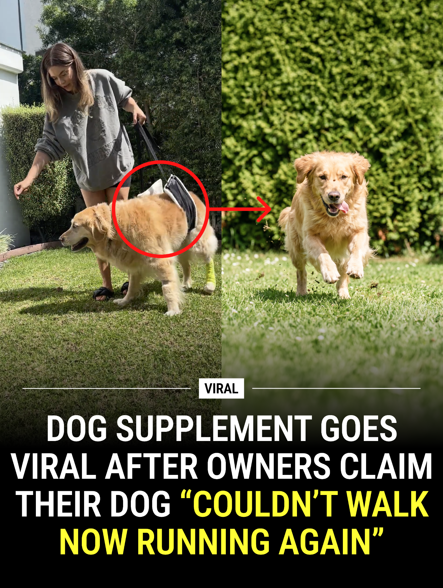 Dog is Human Facebook ad
