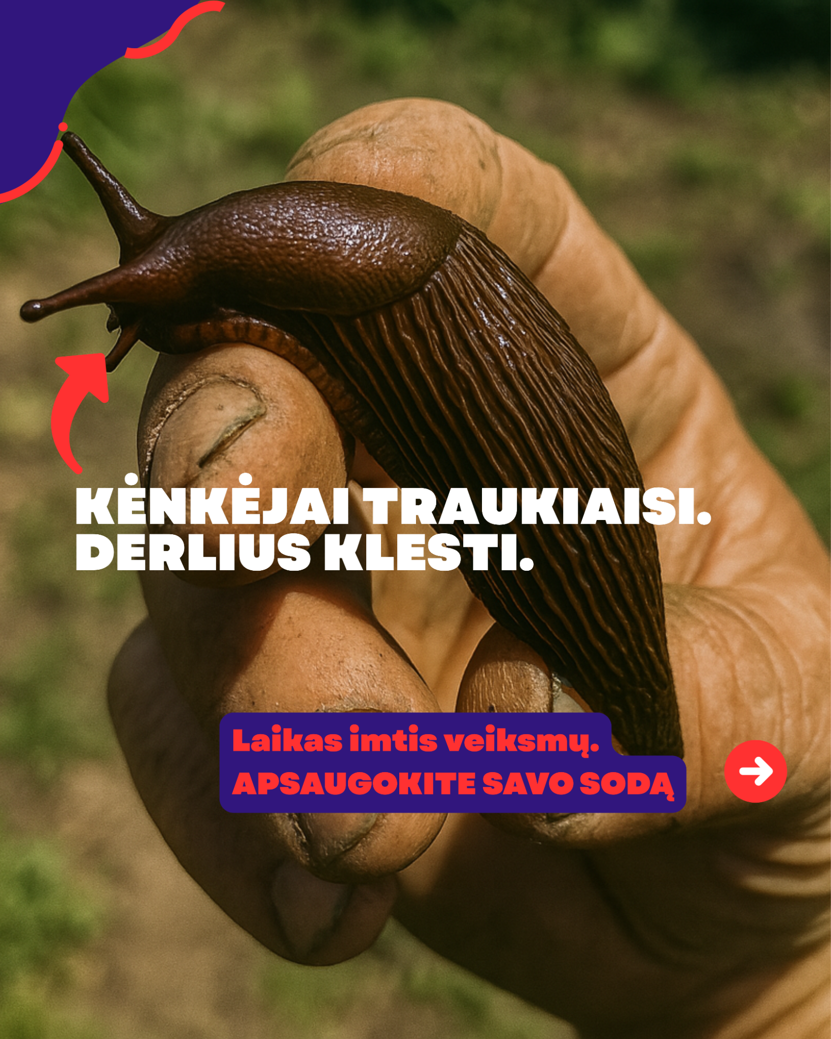 Nojaus sėklos Facebook ad
