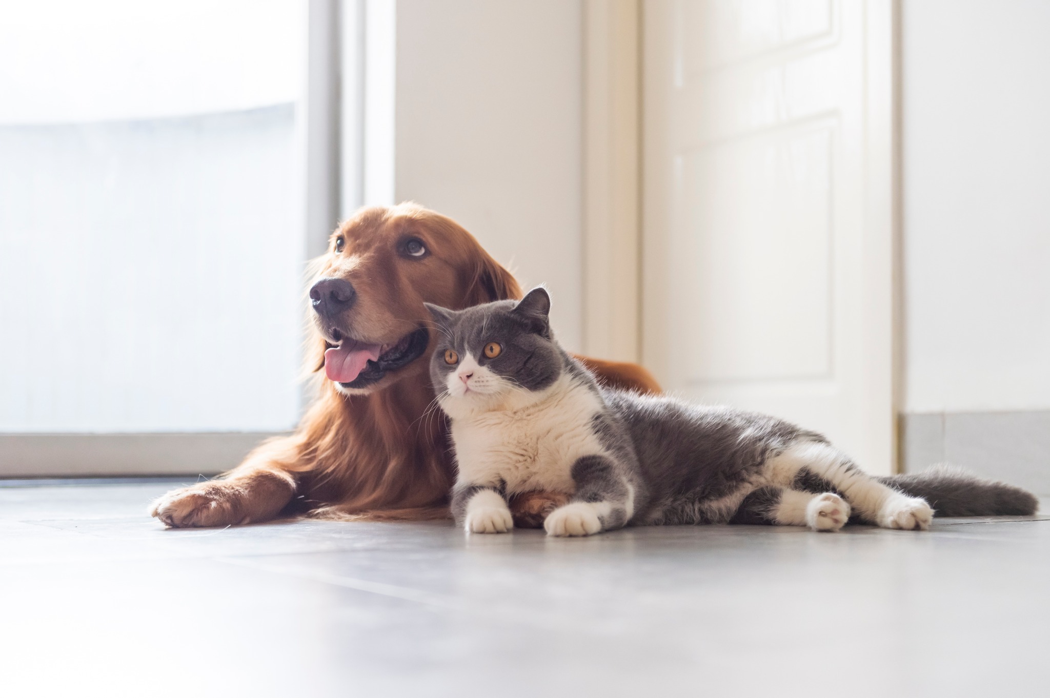 Pet Dynasty Facebook ad: Behavior Issues? Need Better socialization?
