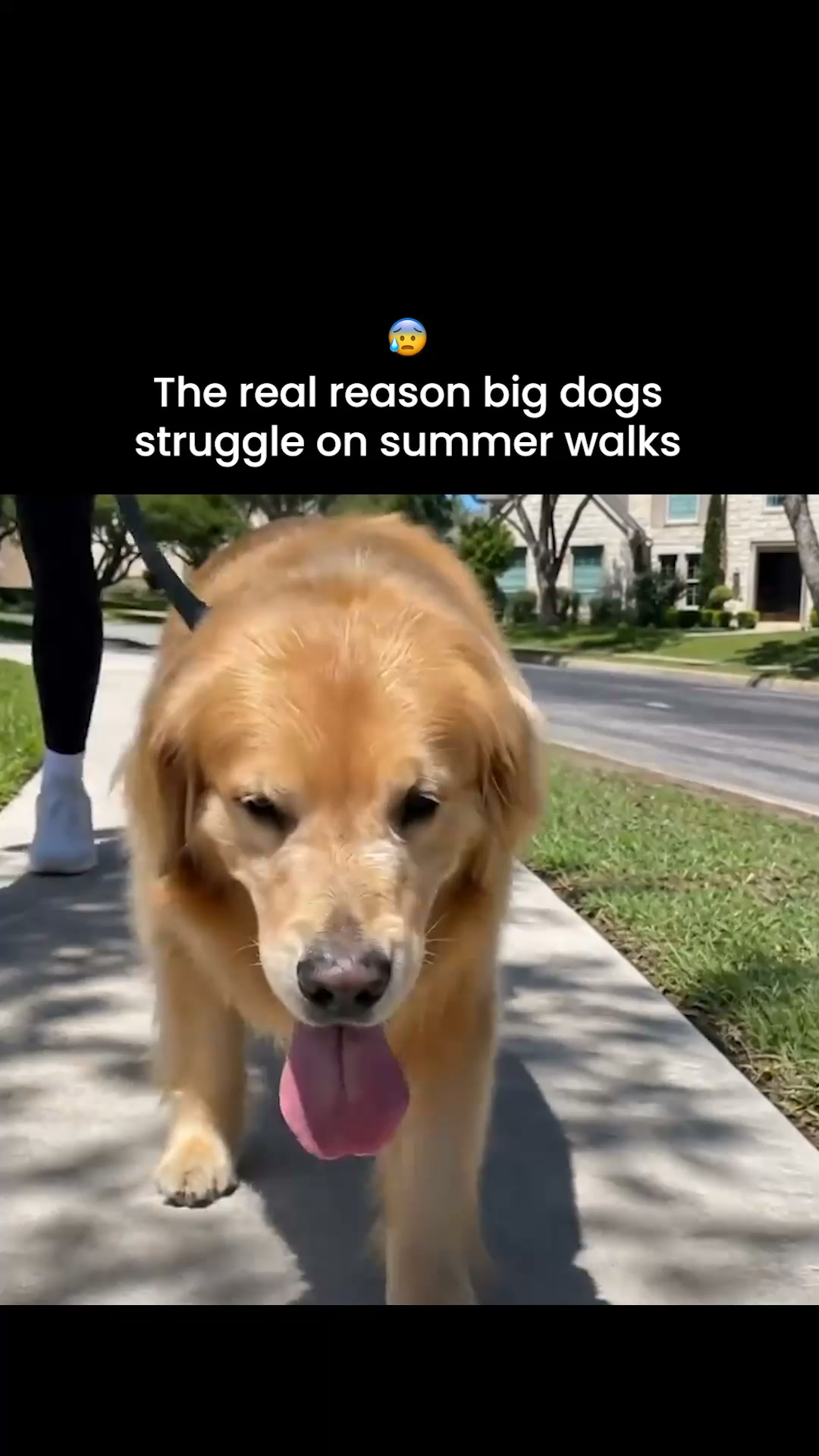 Dog Friendly Co. Facebook ad: Rated #1 By Dog Owners