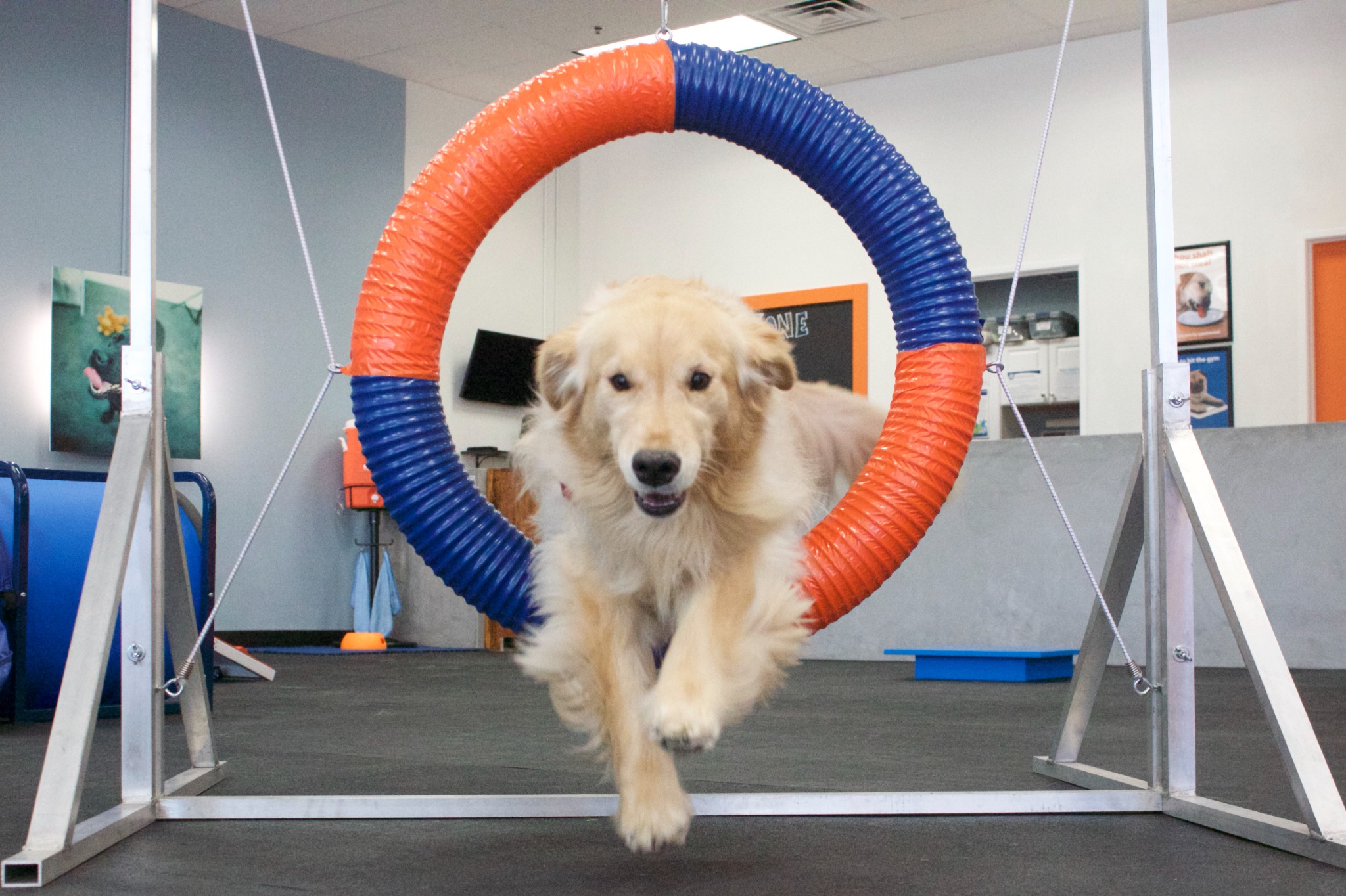 Zoom Room Dog Training Facebook ad