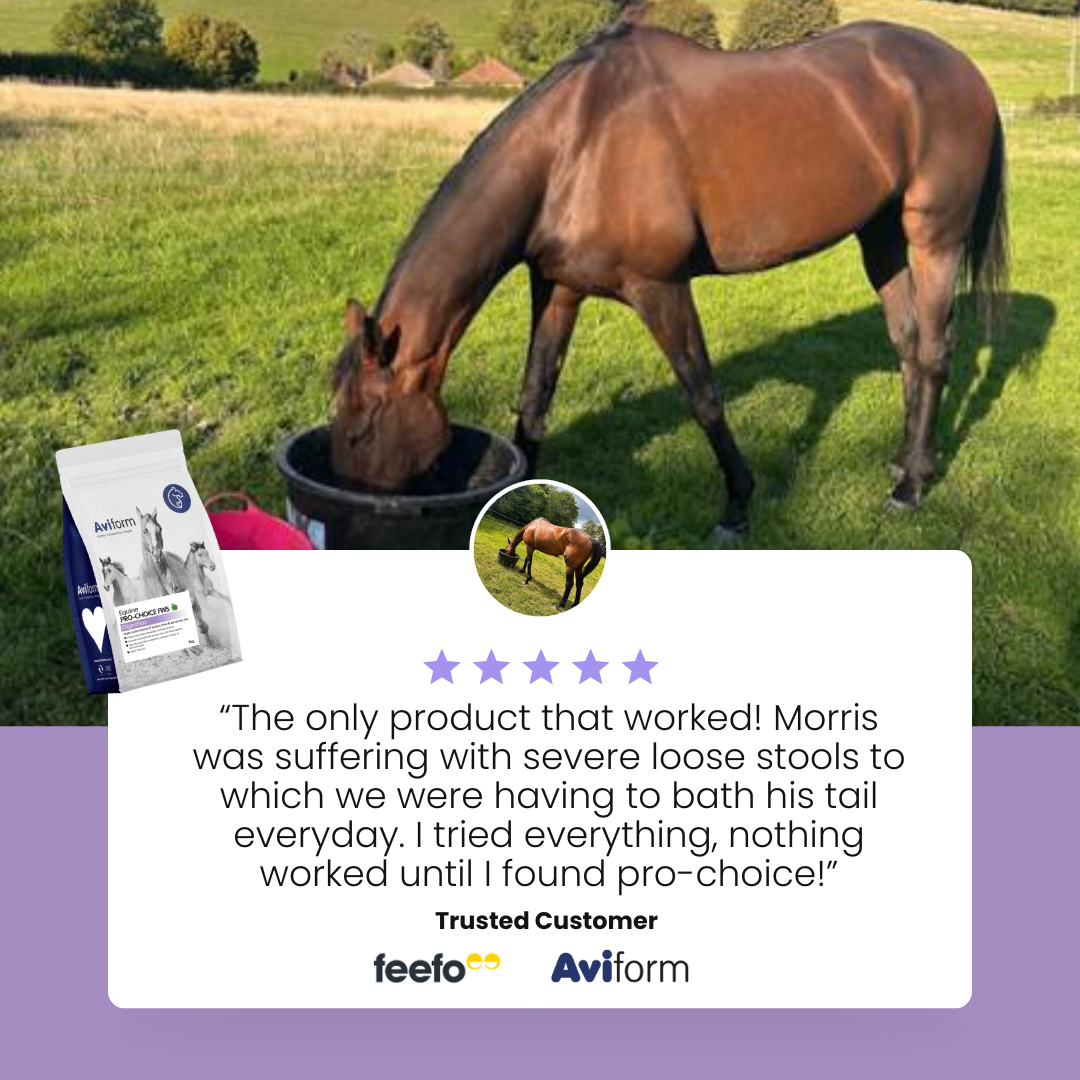 Aviform Nutrition UK - Horse & Dog Facebook ad