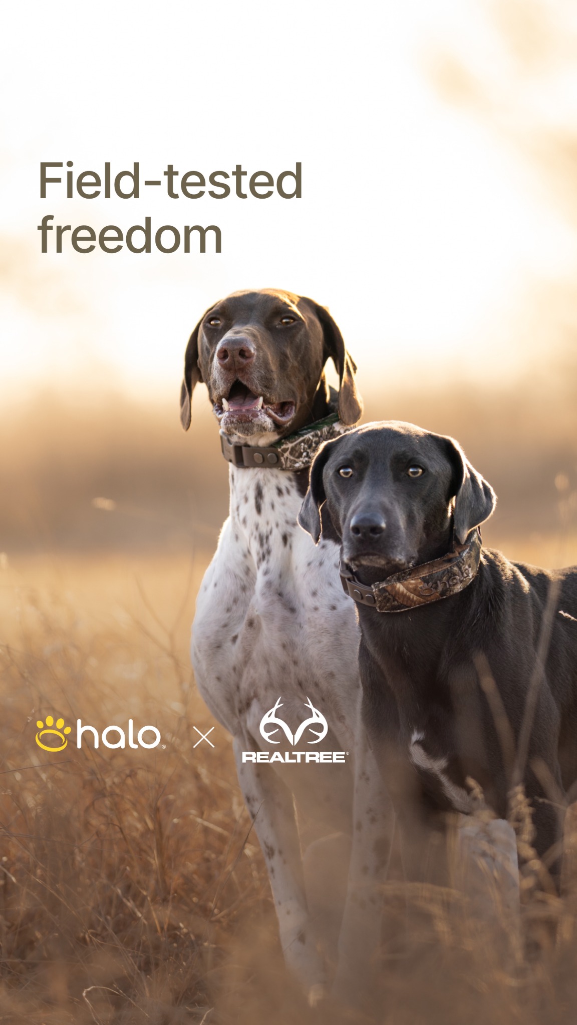 Halo Collar Facebook ad