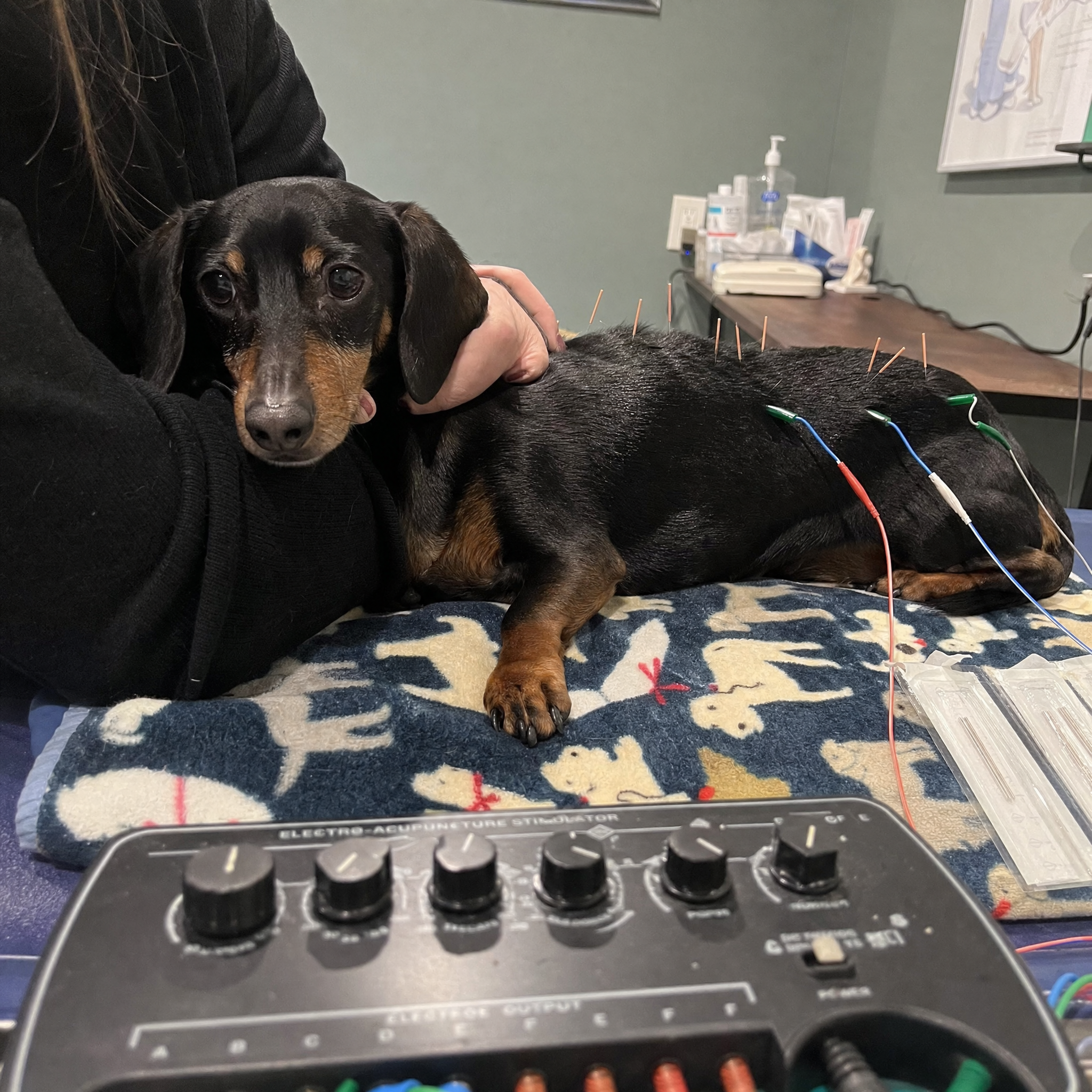 Emma & Her Doxie Facebook ad