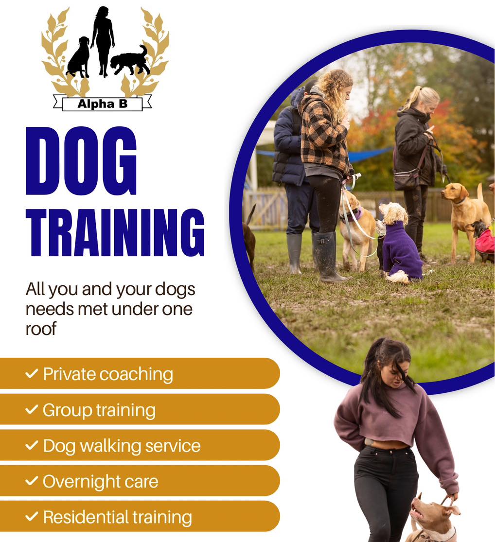 Alpha b dog training Facebook ad: AlphaB Dog Training Helsby | Expert Dog Training Services…