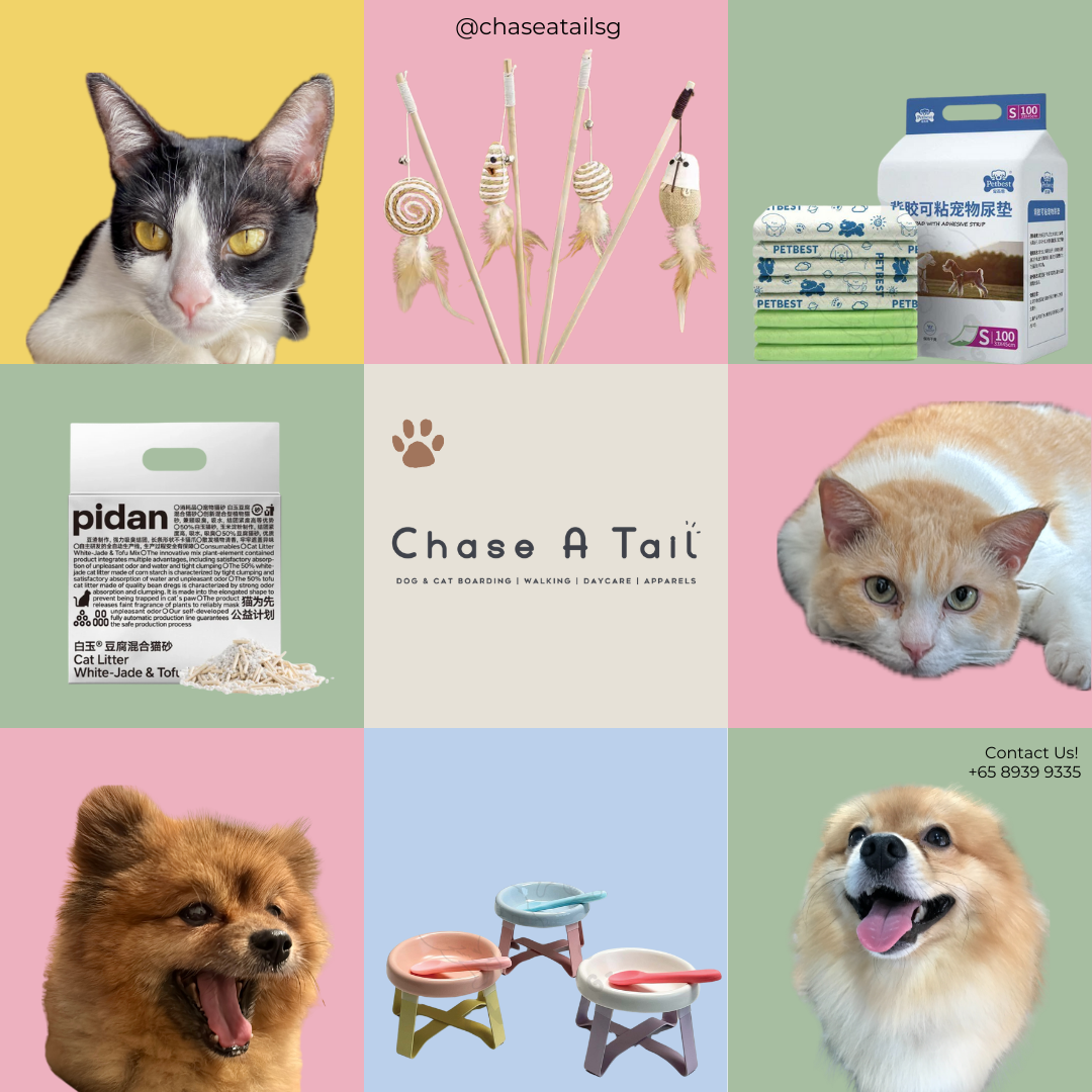 Chase A Tail SG Facebook ad