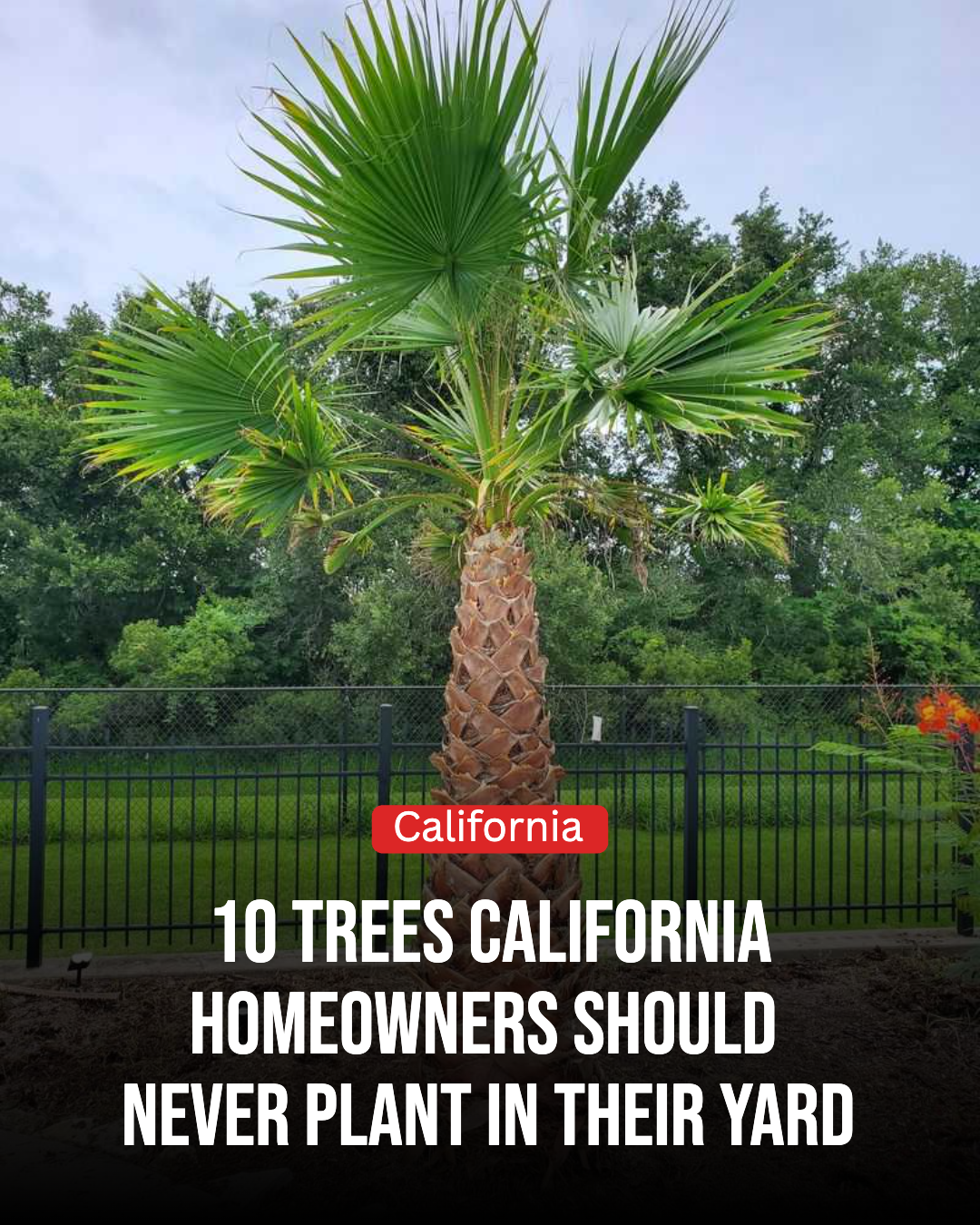 California Gardener Facebook ad: 10 Trees California Homeowners Should Never Plant In Their…