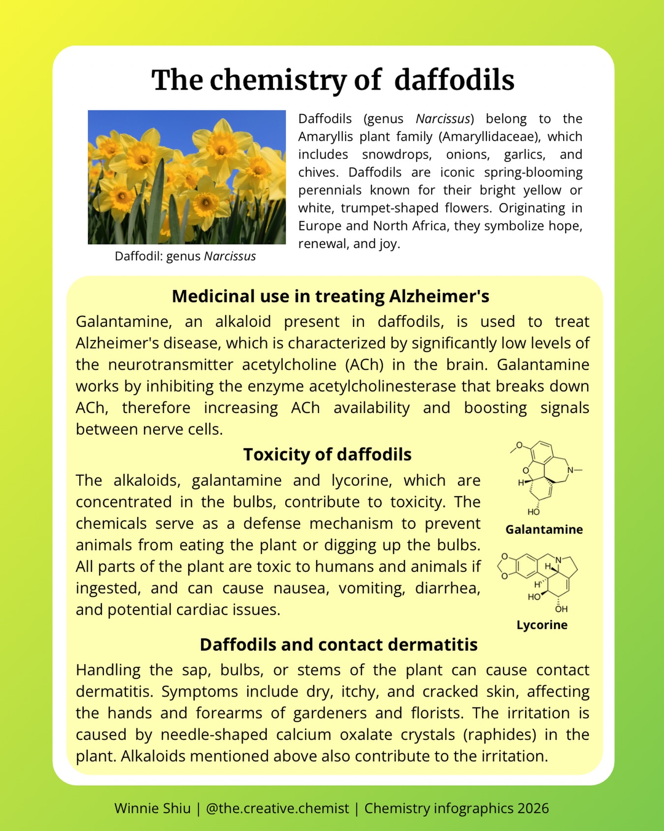 the.creative.chemist Facebook ad: Daffodils (genus Narcissus) belong to the Amaryllis plant…