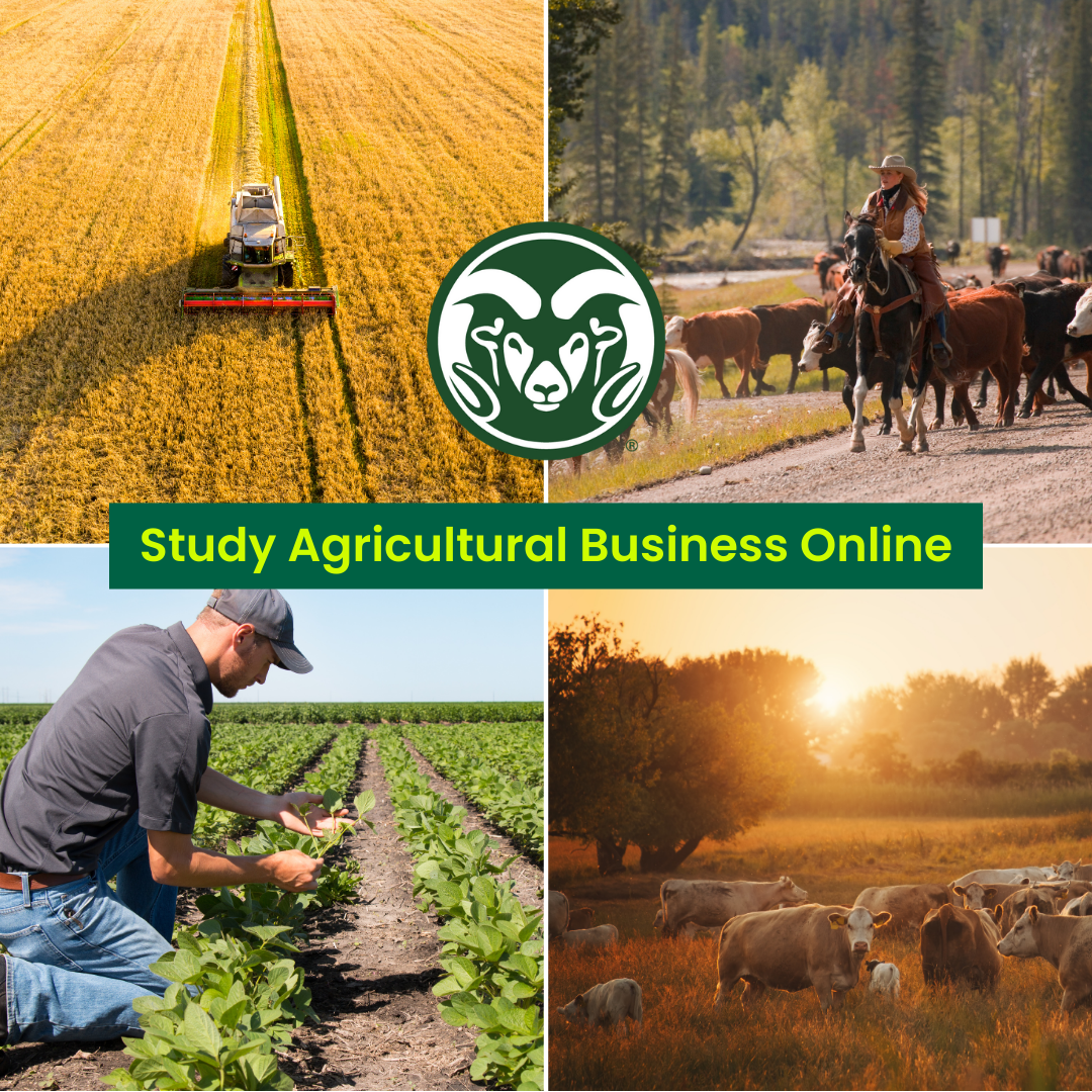 Colorado State University Online Facebook ad