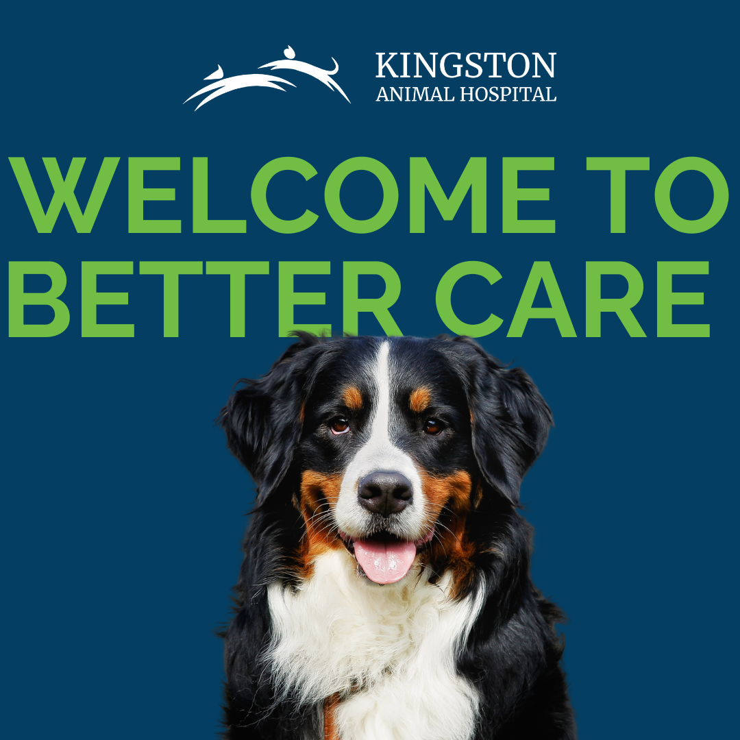 Kingston Animal Hospital Facebook ad: Save $50 on Your First Visit!