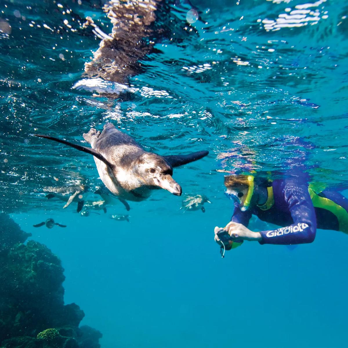 Lindblad Expeditions Facebook ad: Nat Geo Galapagos Cruises
