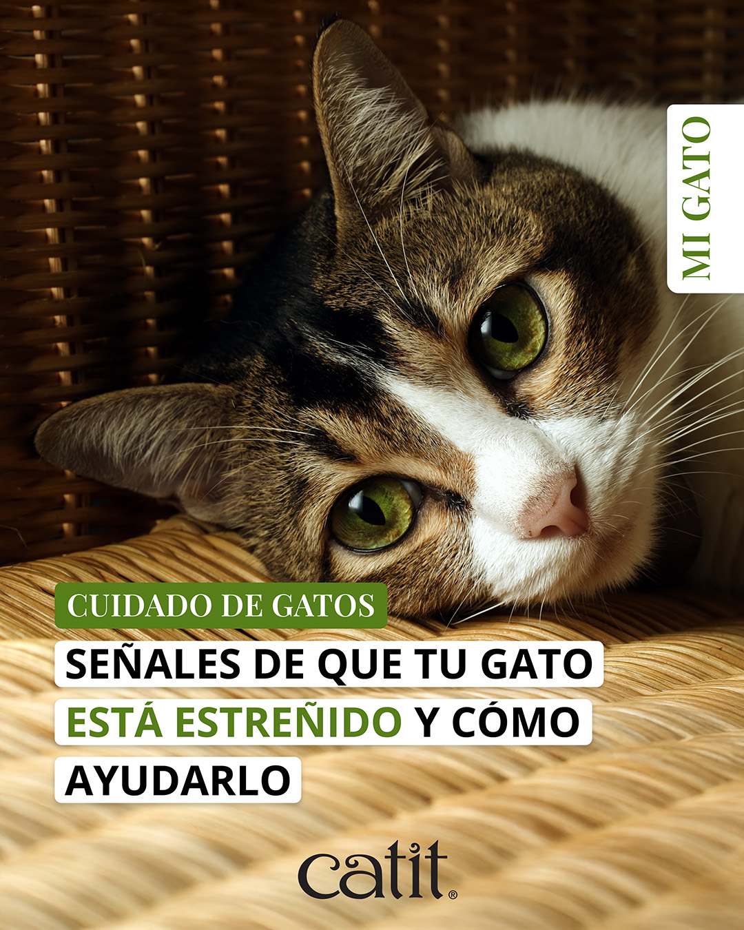 Catit España Facebook ad