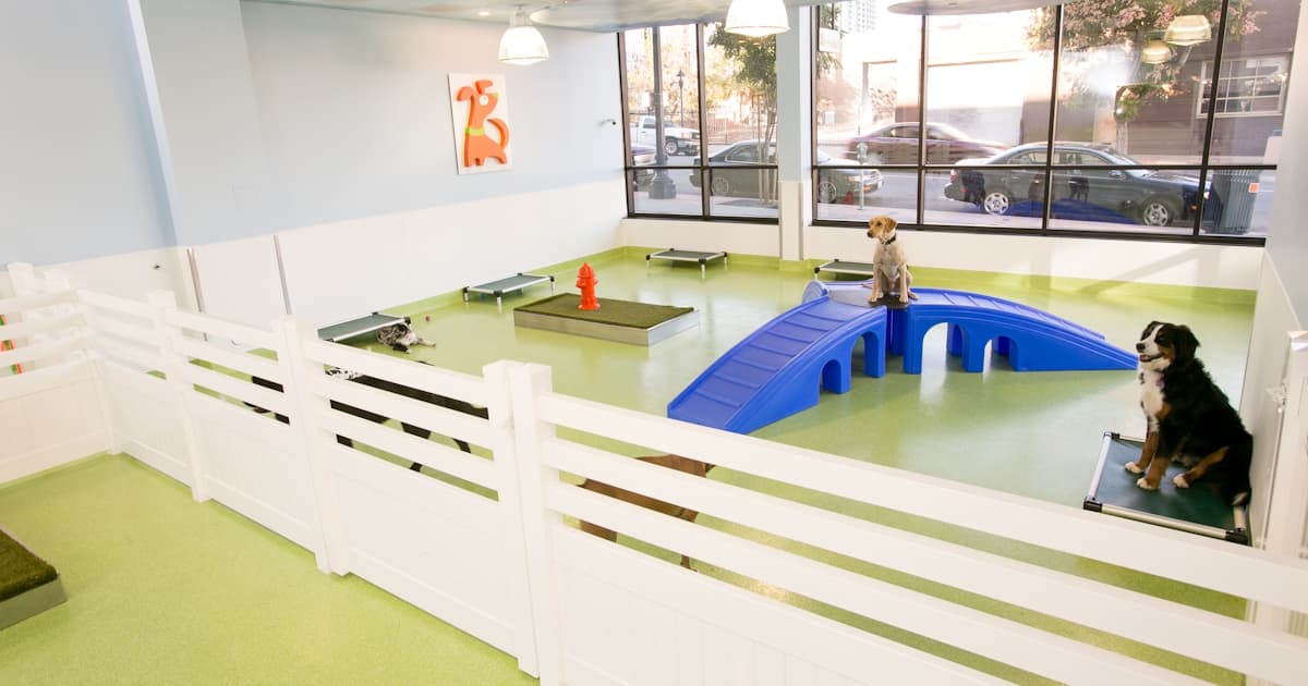 Citydog! Club Facebook ad: Citydog! Club, Dog Daycare, Dog Boarding, Dog Grooming and…