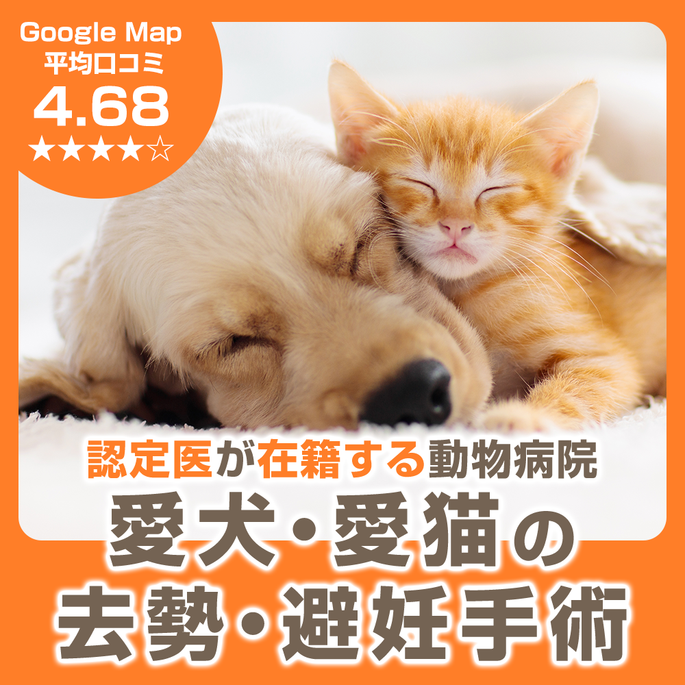 上池台動物病院 Facebook ad: 最近、ワンちゃん、ネコちゃんを飼い始めた方