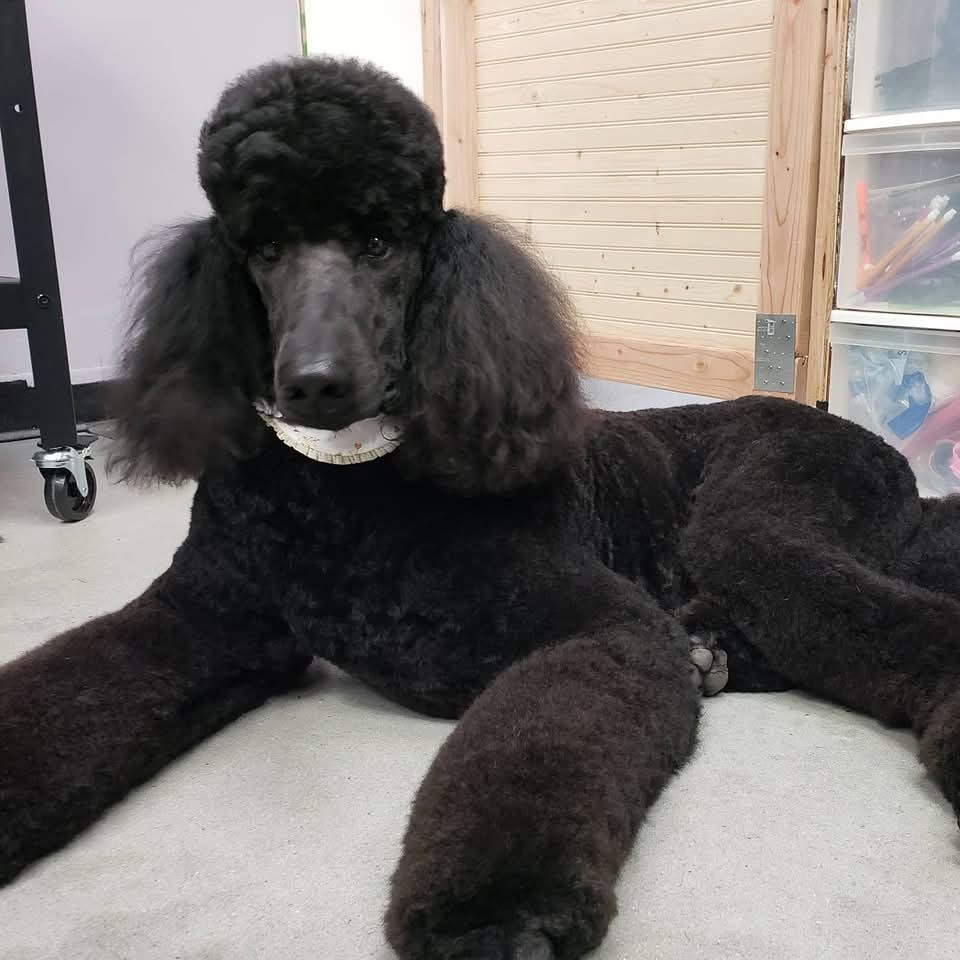 Allure Pet Salon Facebook ad