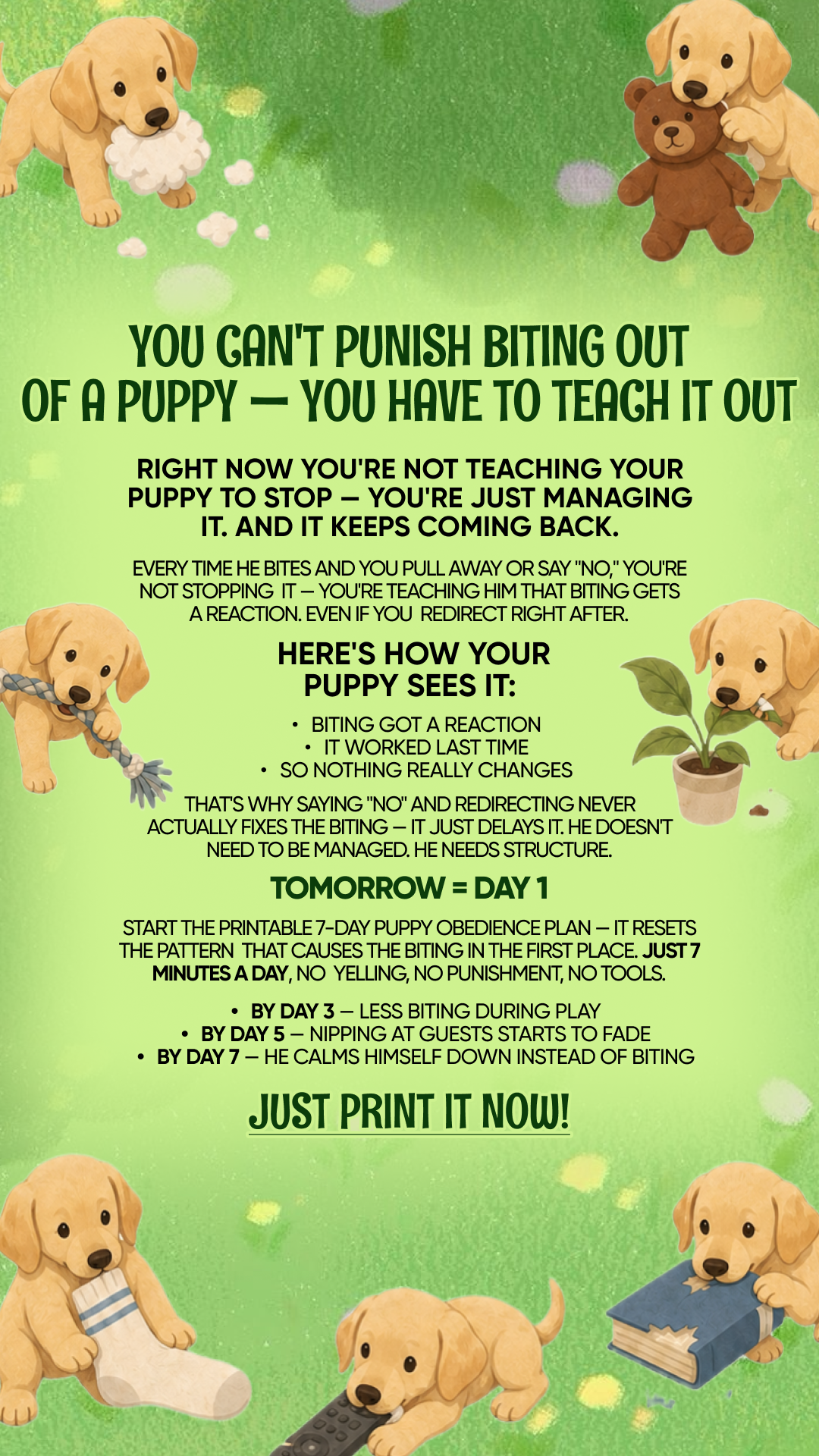 Dog Training & Tips Facebook ad