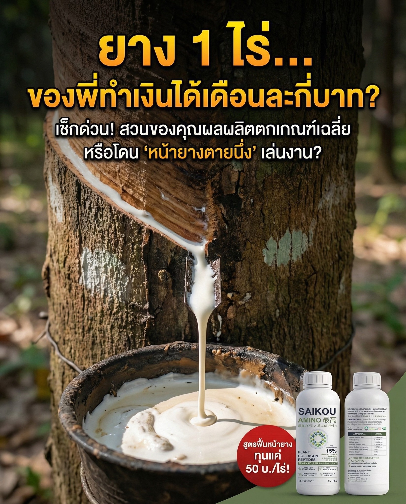 Saikou AMINO Thailand Facebook ad: หน้ายางตายนึ่ง กรีดฝืด น้ำยางหด!