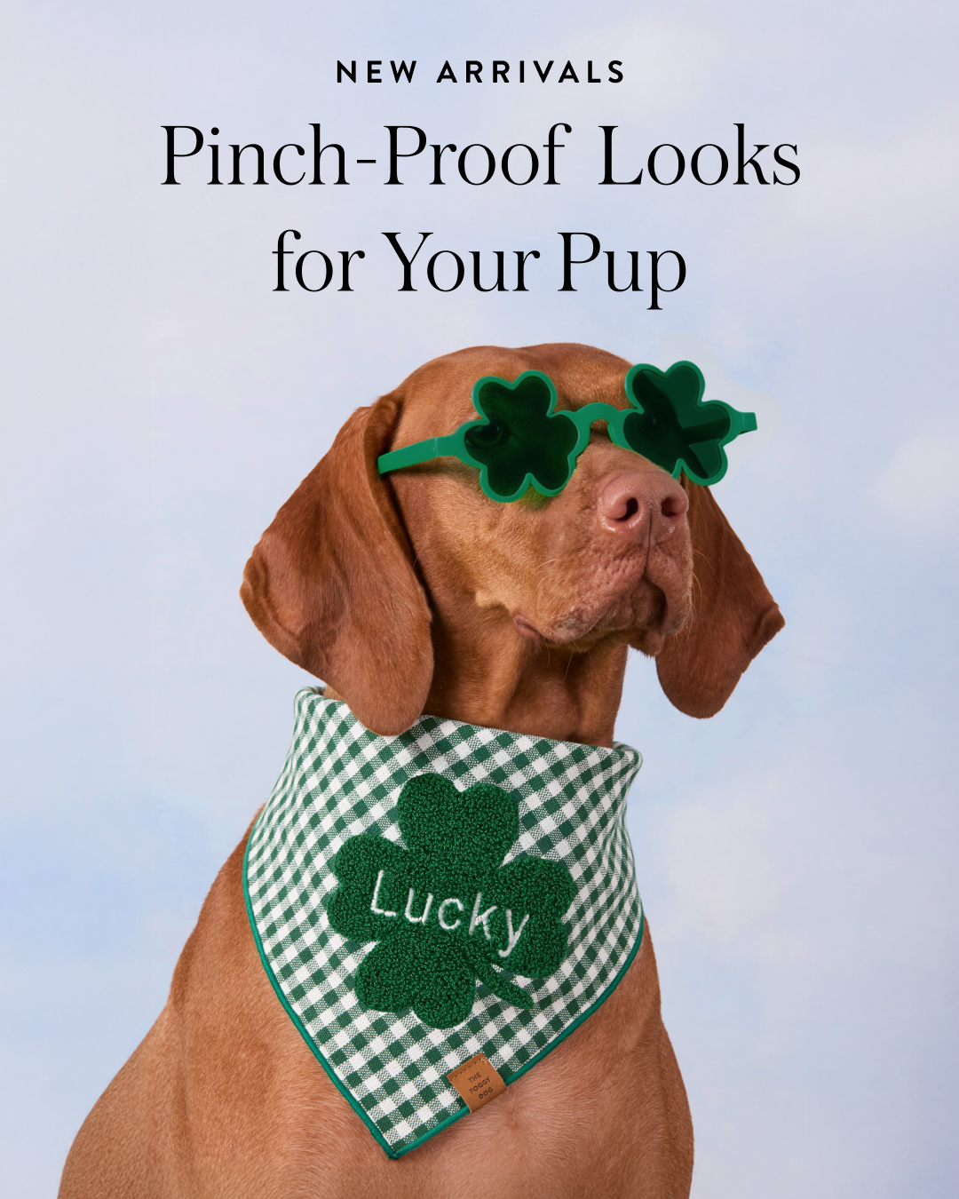 The Foggy Dog Facebook ad