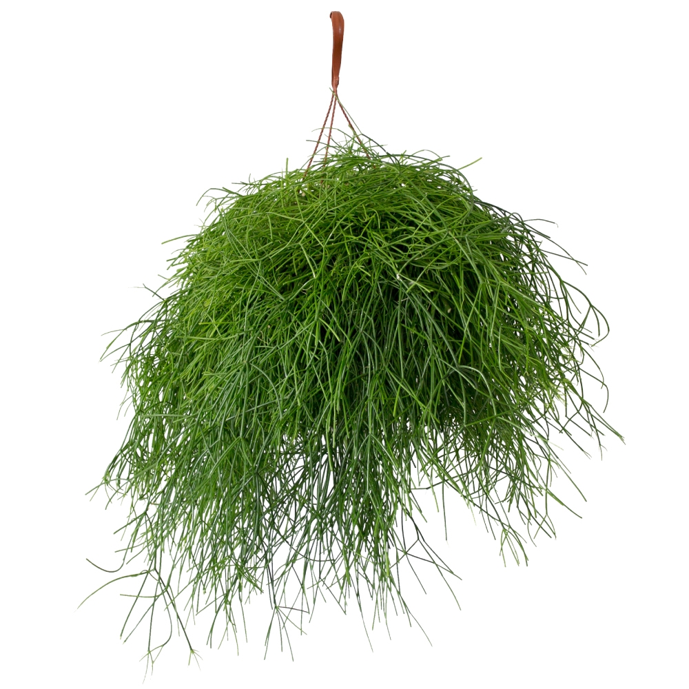 Tuincentrum.nl Facebook ad