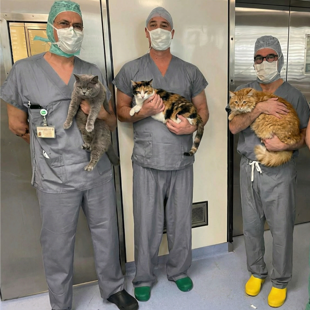 Animal Care Veterinary Clinic Facebook ad