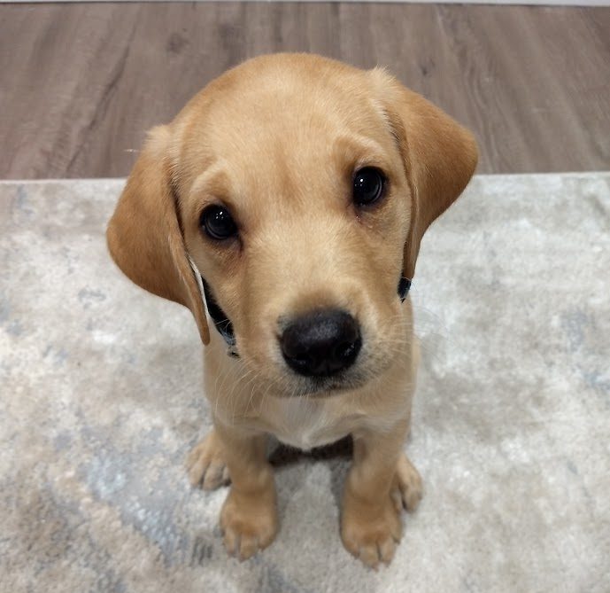 Anderson Lakes Animal Hospital Facebook ad: Looking for a vet your pet will actually…