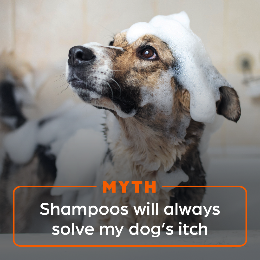 Zoetis Pets Facebook ad: Understand the cause of the itch and find…