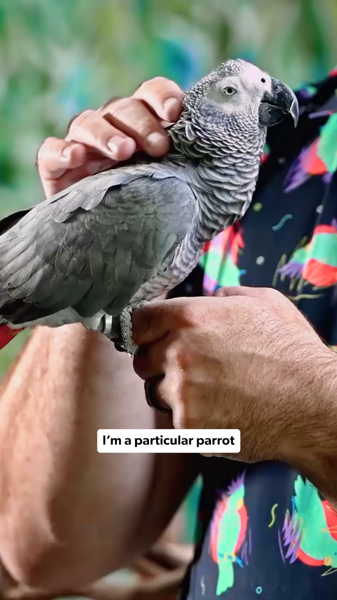 Chewy Facebook ad: Everything for every bird