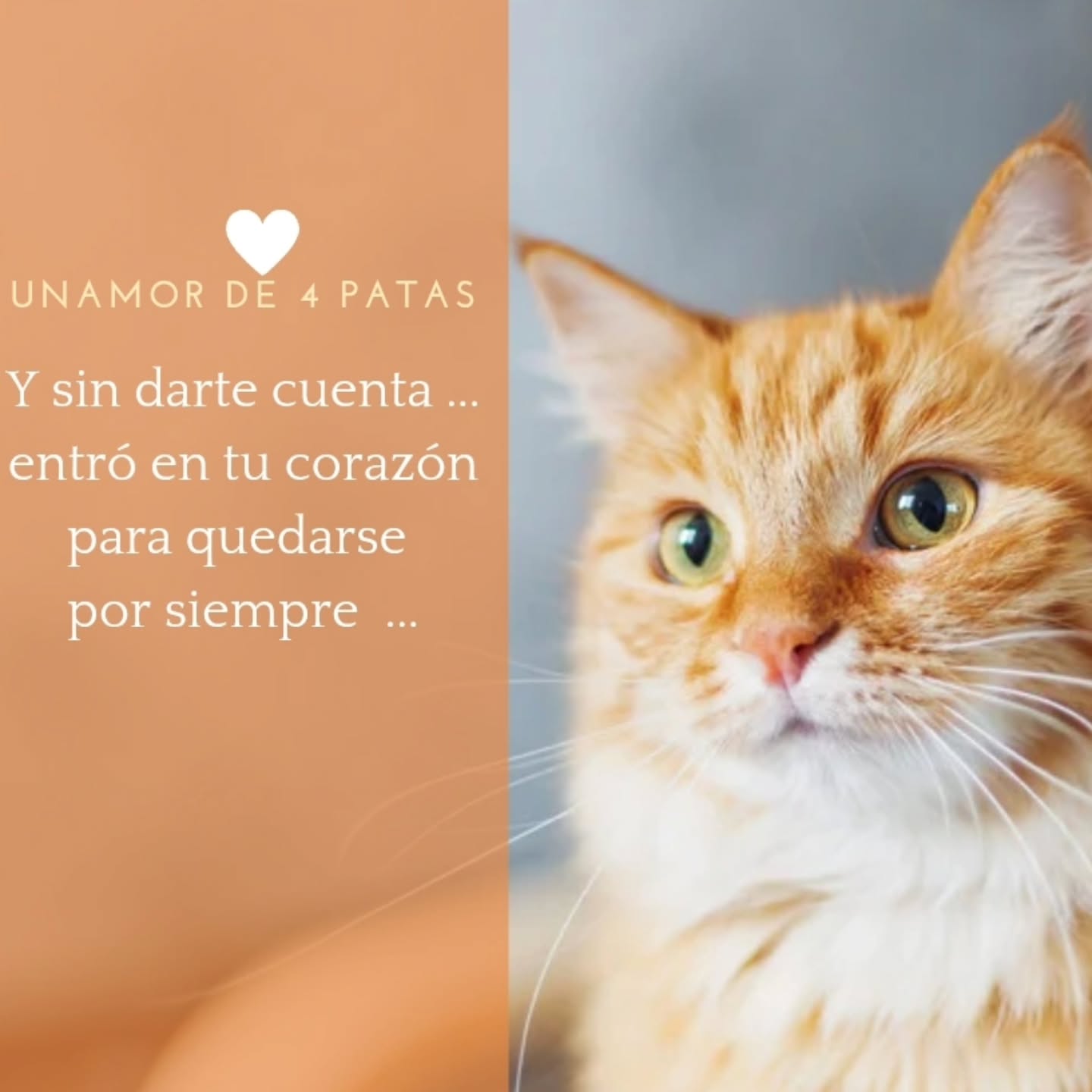 unamorde4patasbypaulagil Facebook ad: Un día cualquiera… aparece un gato.