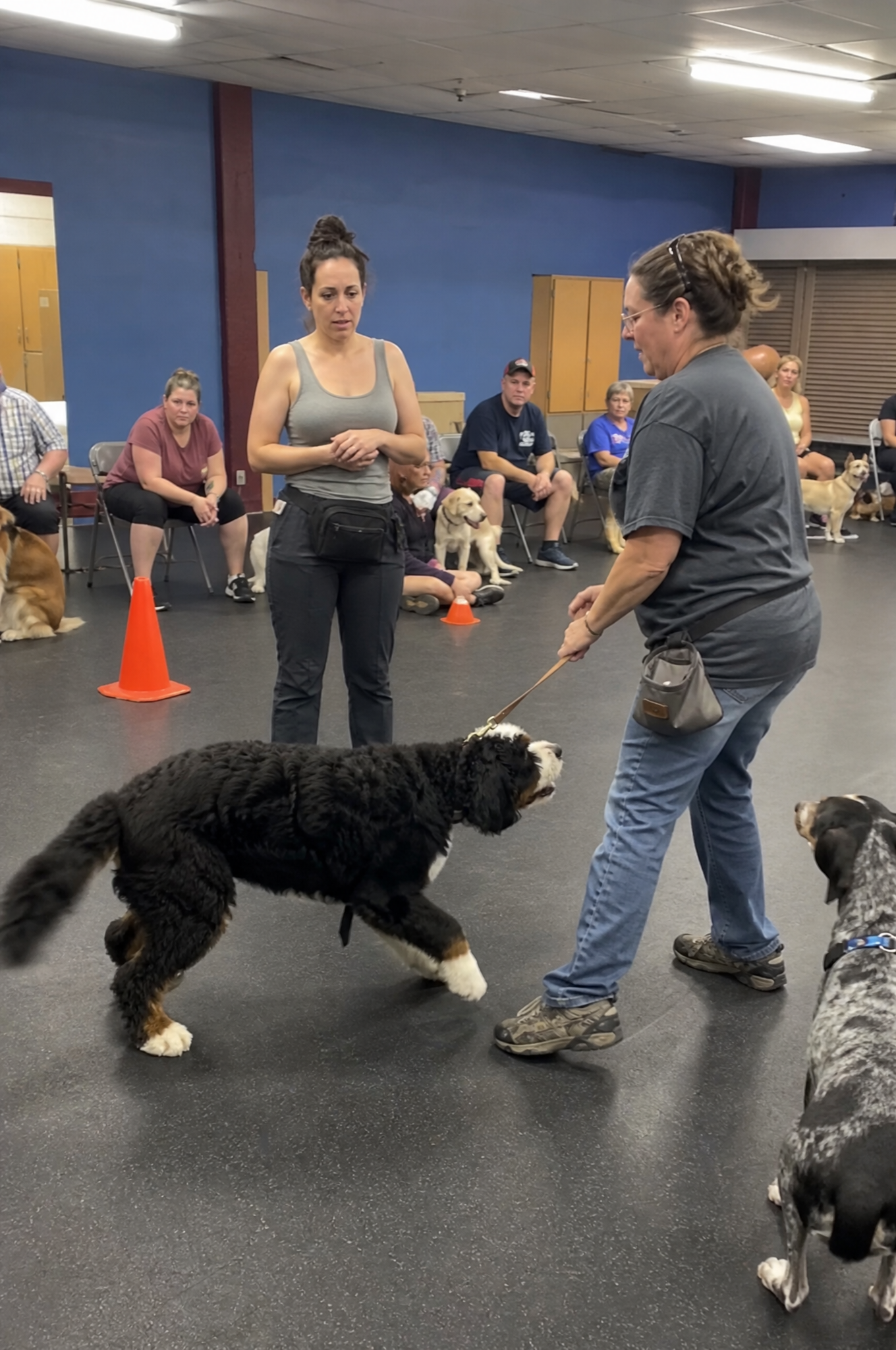 Dogs Are Pawsome Facebook ad: Read this if you own a Bernedoodle