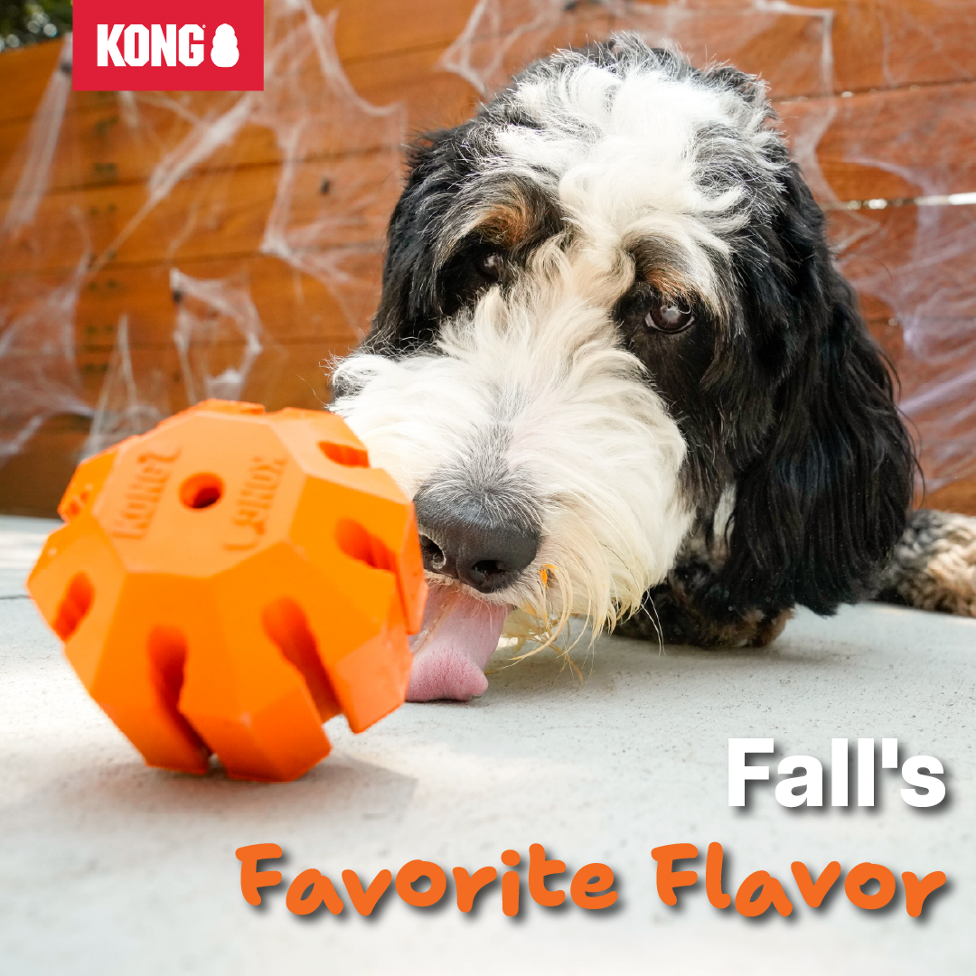 KONG Facebook ad: Pumpkin Playtime That Lasts