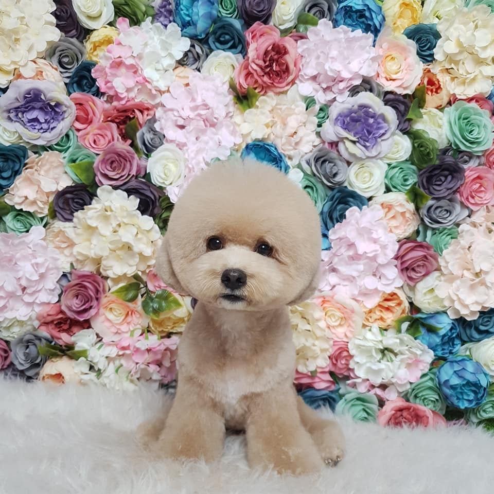 June's Pet house Facebook ad