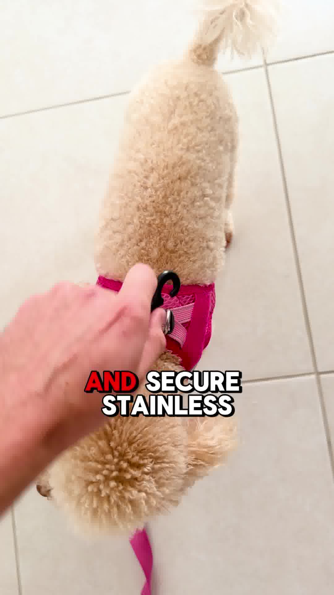 EzyDog Facebook ad: FORMFIT Mesh Harness
