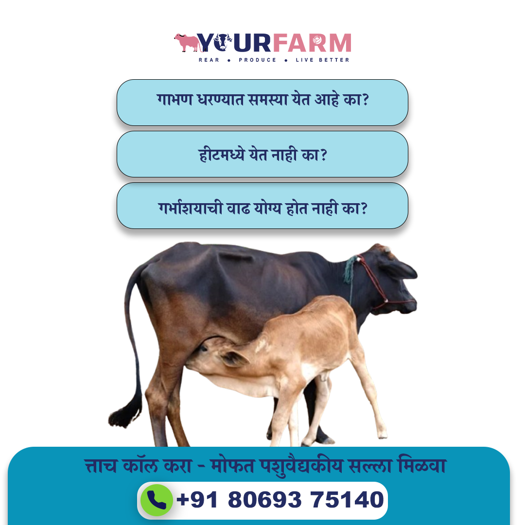YourFarm AgriTech - दुग्धव्यवसायातून समृद्धी Facebook ad: तुमची गाय किंवा म्हैस अनेक वेळा रेतन करूनही…