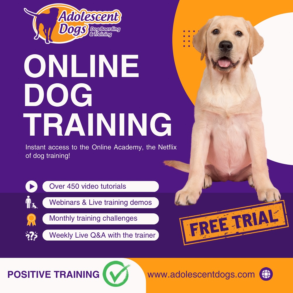 Adolescent Dogs -  Award Winning Dog Training Facebook ad