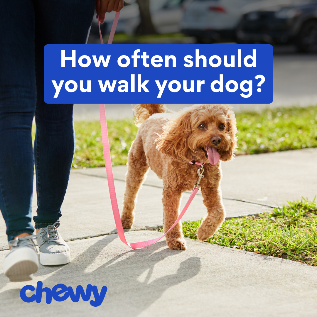 Chewy Facebook ad
