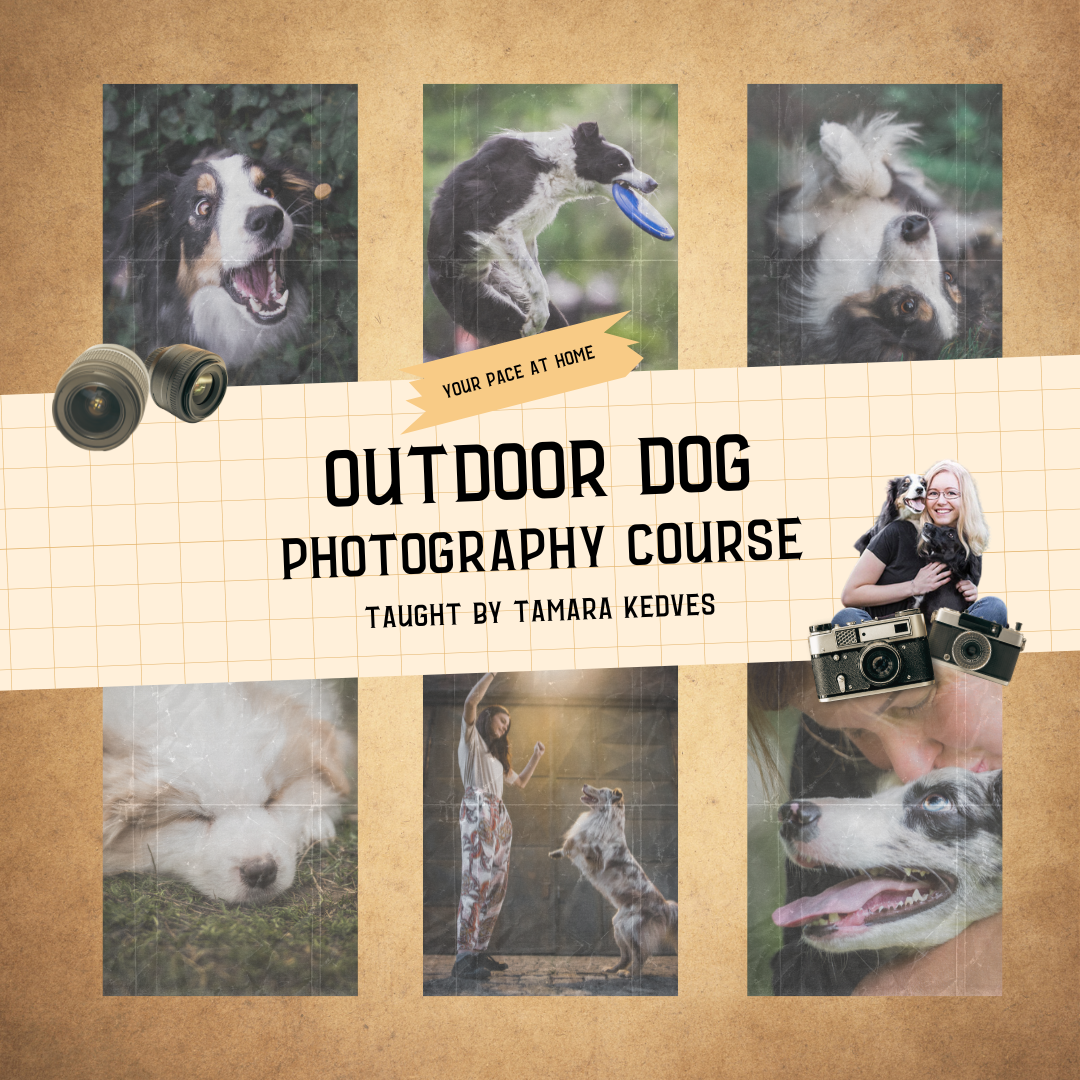 Expert Photography Facebook ad