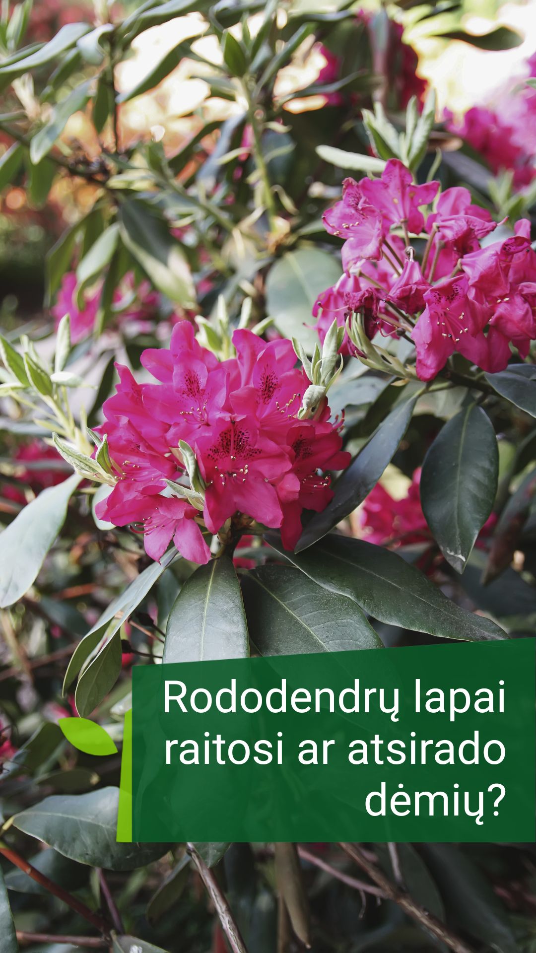 Žaliastotelė.lt Facebook ad: Po žydėjimo rododendrams ypač svarbi tinkama priežiūra.