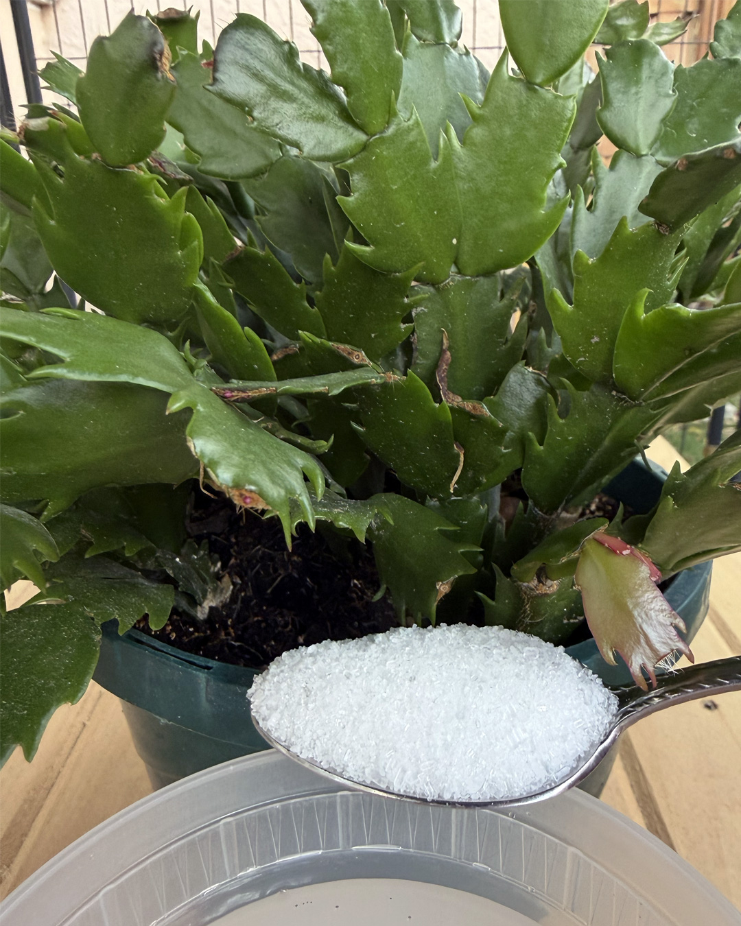 Garden Lovers Club Facebook ad