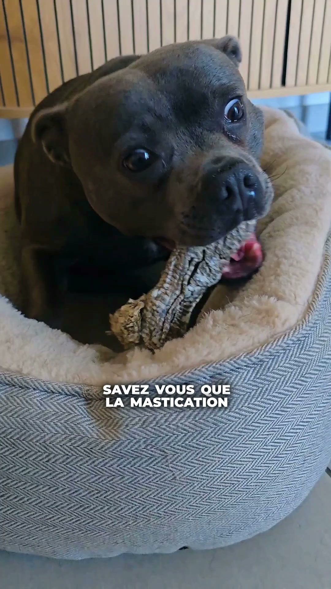 Franklin Pet Food Facebook ad: 100% peau de cabillaud